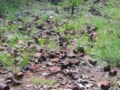PICTURES/Kendrick Wildlife Trail/t_Rusty Can Dump.JPG